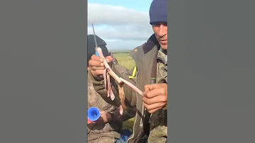 🤔 Панты оленя - удивительный деликатес народов Крайнего Севера
