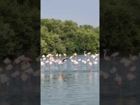 Ras Al Khor Wildlife Sanctuary ll Greater Flamingoes – bird lovers paradise in Dubai