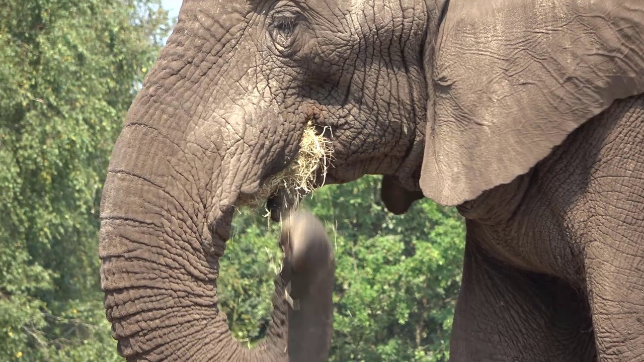 Baby Elephant Drinking Watch How Elephant Eat And Drink Using Its Trunk baby-elephant-drinking-watch-how-elephant-eat-and-drink-using-its-trunk