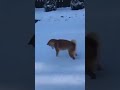 初めて雪に触れた柴犬が可愛すぎる😇😇