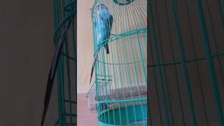 Download Lagu Suara merdu burung parkit MP3