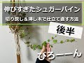 30分水差しにしていたシュガーバインのつるを土に差します 手順とコツ 30分水差しにしていたシュガーバインのつるを土に差します 手順とコツ