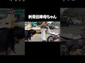旧車女子、発見　#旧車 #刺青