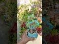 How is My Simple and Beautiful Adenium Plant 36 #shorts