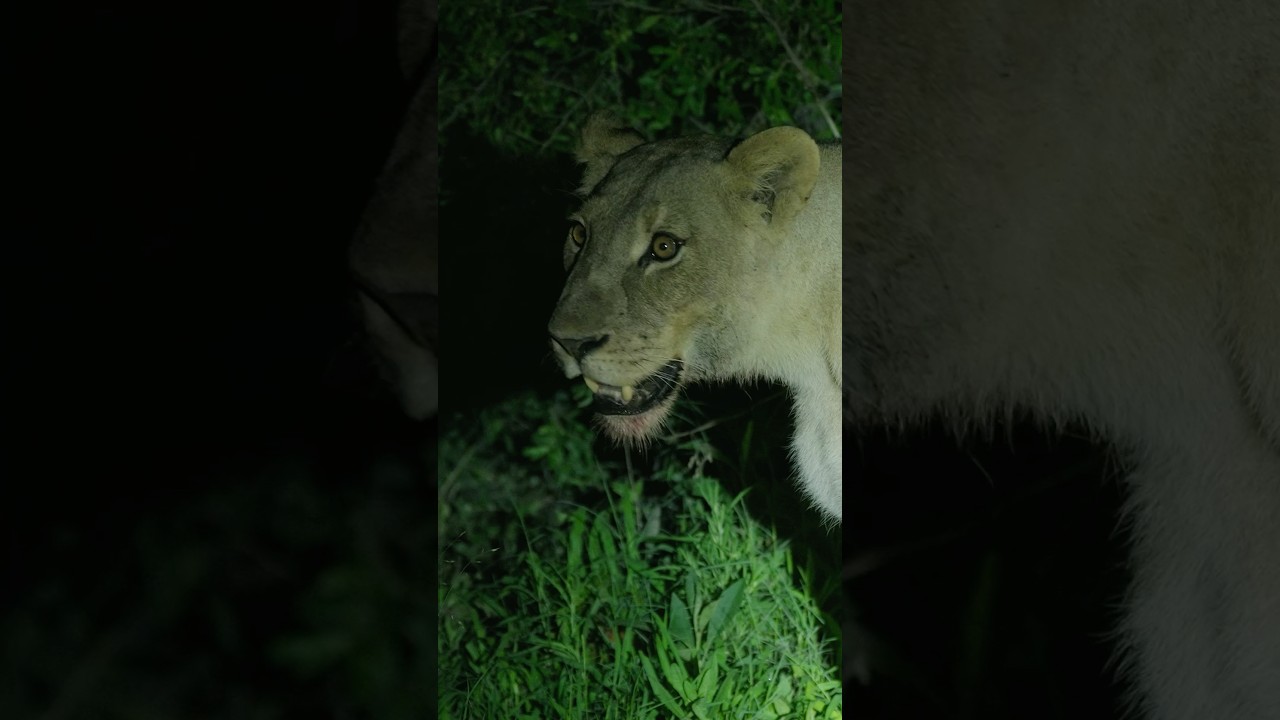 Secrets of a Lion Kill!
