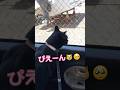 「ぴえん🥺」と悲しむ姿が可愛い猫 #しゃべる猫 #天才猫