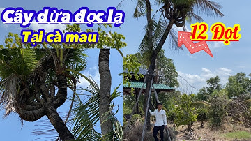 Cây dừa độc lạ 12 dọt có một không hai tại Cà Mau ngày 4/5/2021