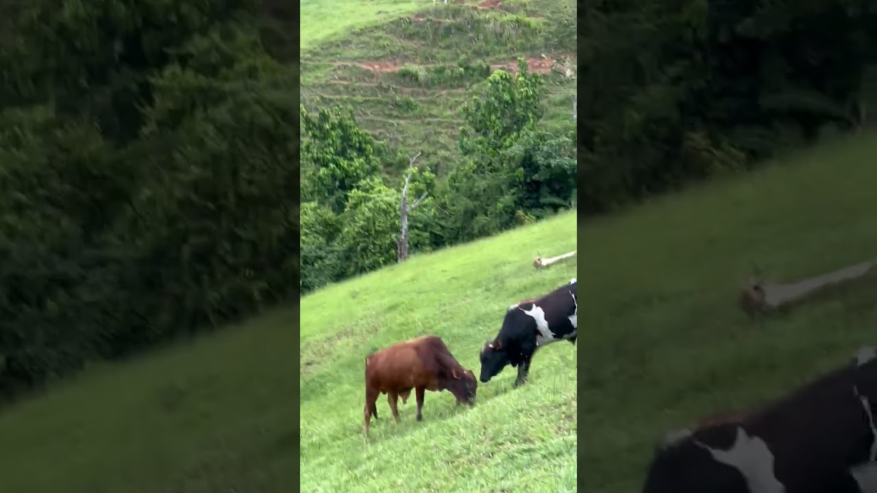 Muito trabalho e dedicação o resultado aparece