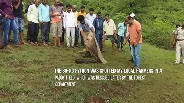 WATCH: 13-feet long Indian Rock Python rescued