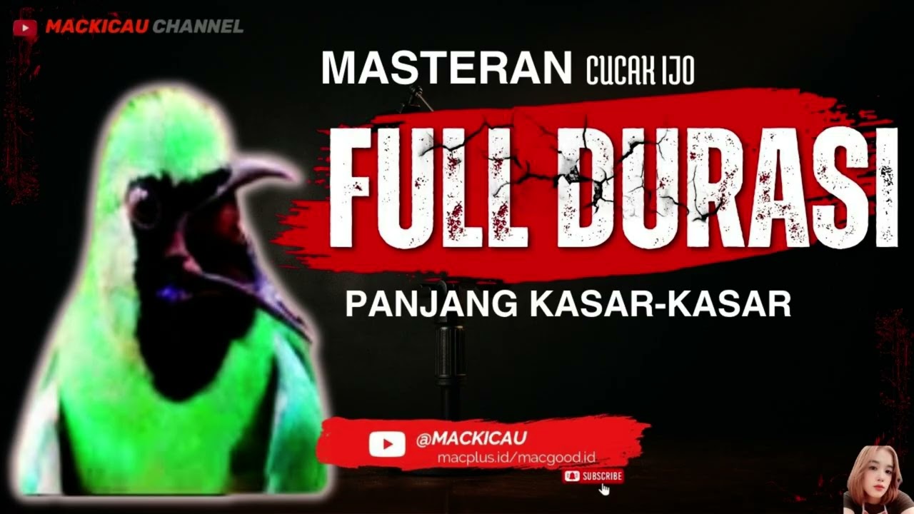 BUKTIKAN ! MASTERAN CUCAK IJO FULL DURASI TEMBAKAN KASAR RAPAT JERNIH‼️