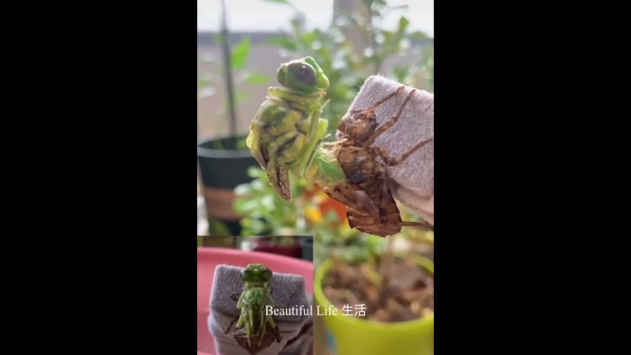 The molting process of dragonflies and ticks