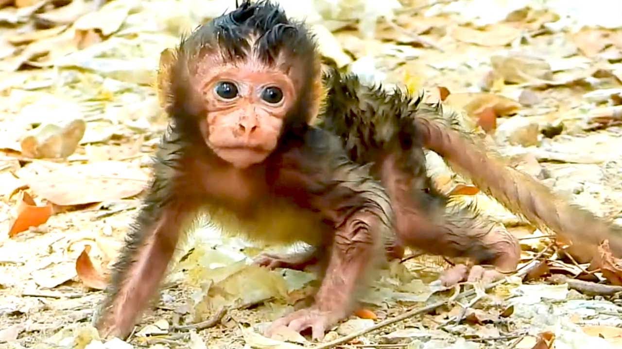 Adorable Baby Monkey Lola Learns to Walk Peacefully on the Ground with Mom Leyla