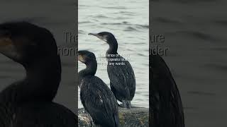 #Norwegiannature #shareandcare #staysafe #helpmegrow #subscribe