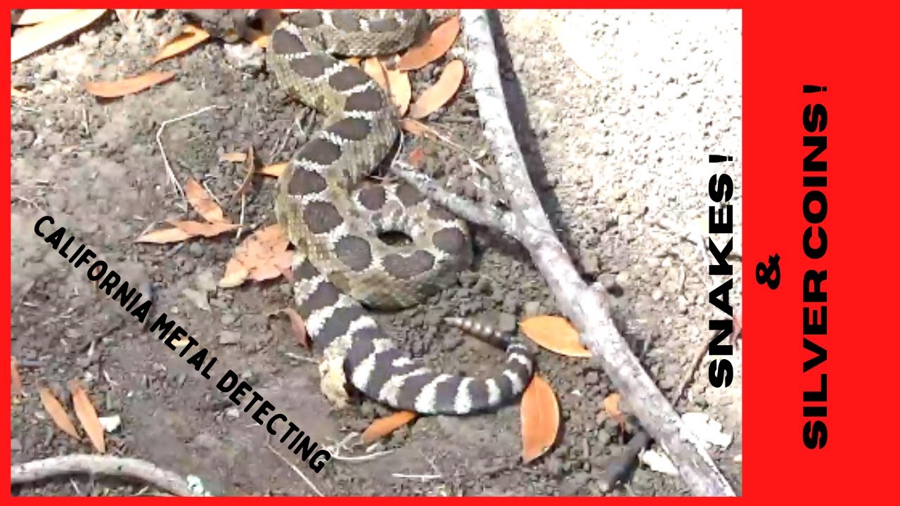 Metal Detecting California - Snakes & Silver Coins - By : Quest For Details