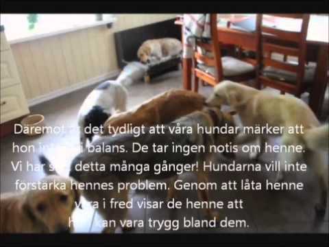 Video: Aggresjon Hos Hunder Mot Kjente Mennesker