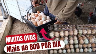 Mais De 800 Ovos Coletados Hoje Das Nossas Poedeiras.