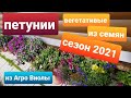 Петунии 2021/Сорта семенных и вегетативных петуний на сезон 2021/