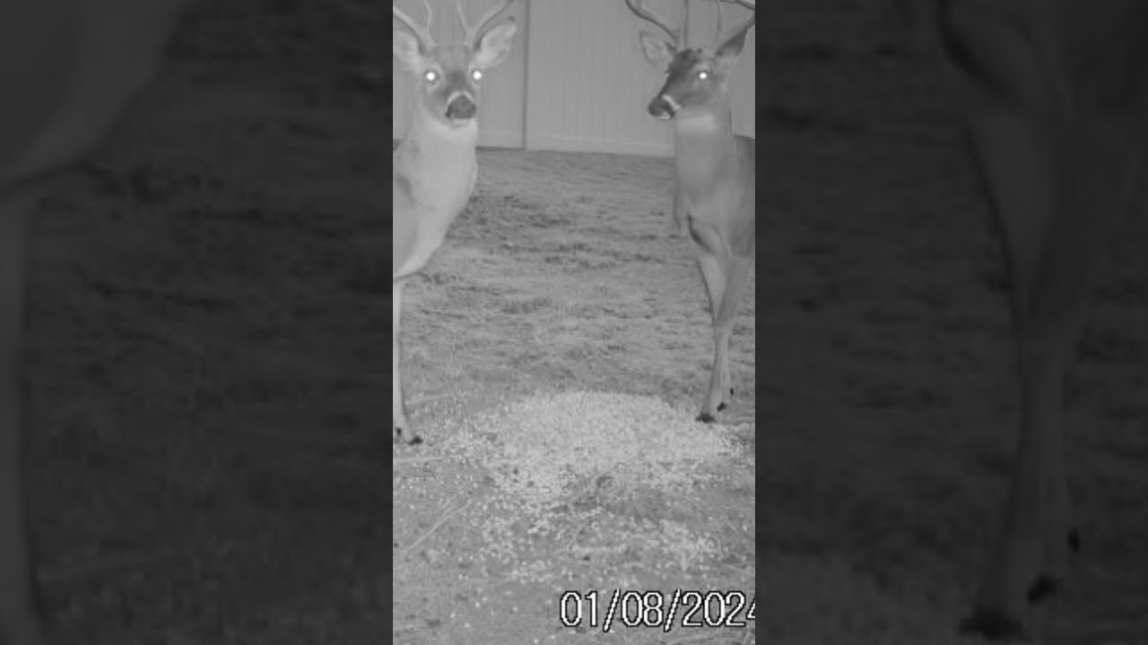 🦌 EAR exercises!! 😊 I'll listen this way! and you listen that way! 😊   