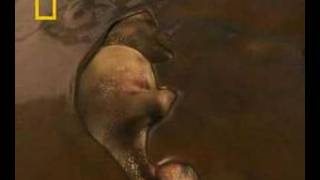 Fantastic Fossil Preservation Explained | Dino Autopsy | National Geographic UK