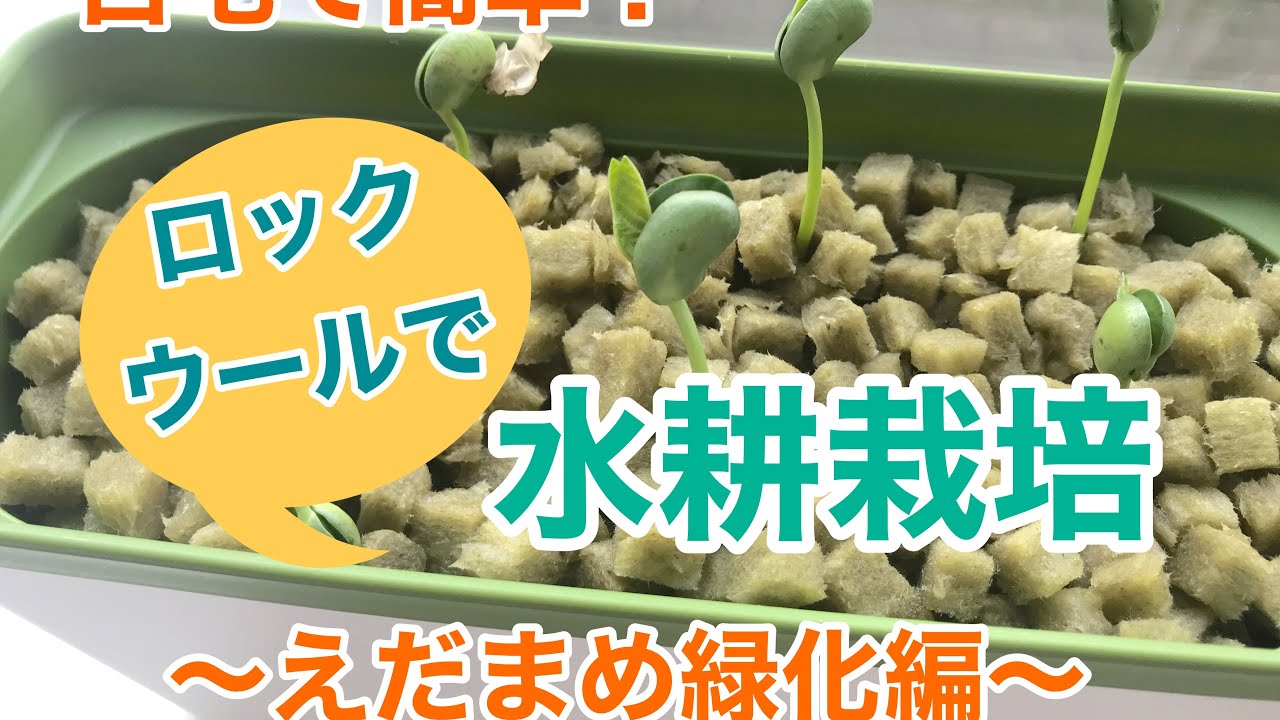 水耕栽培 おうちで簡単 ロックウールで水耕栽培 枝豆緑化編 Youtube 水耕栽培 おうちで簡単 ロックウールで水耕栽培 枝豆緑化編 Youtube