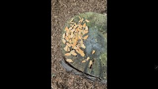 Famous What does the inside of a pinecone look like after squirrel ate it Profile