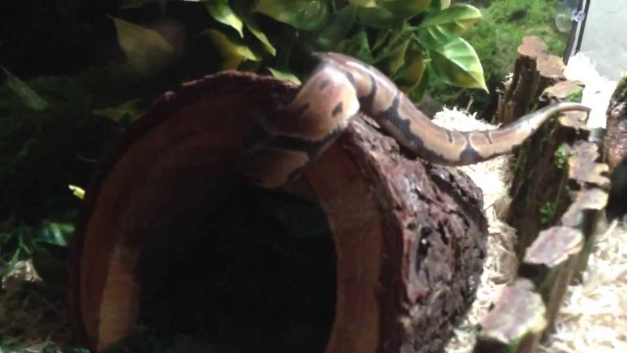 camera iphone 8 plus apk Kratos goin into his hide for the day.