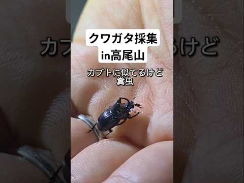 速報 深夜の高尾山でクワガタ採集してたら 2025 06 5 昆虫採集 Shorts