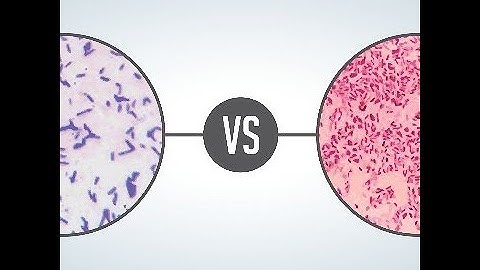 Gram staining virtual Lab