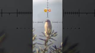 صيد العصافير ببندقية هوائية. Hunting birds with a pcp air rifle fx impact m3.#explore #fyp #اكسبلور