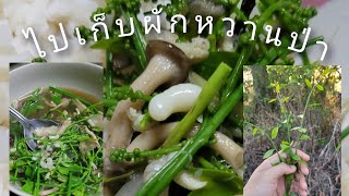 เก็บผักหวานป่า | กับ #ทินิยม ที่นางรอง