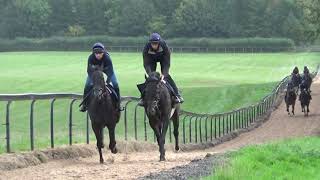 Gallop Morning 19.09.18 - Second Lot