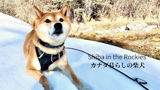 Shiba Inu Nara goes at her own pace when the cold snow feels too good [4K] by Shiba in the Rockies / カナダ暮らしの柴犬 13,851 views 2 months ago 6 minutes, 4 seconds