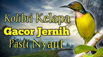 Suara Kolibri Kelapa Gacor _ Pancingan Kolibri Kelapa Agar Cepat Gacor