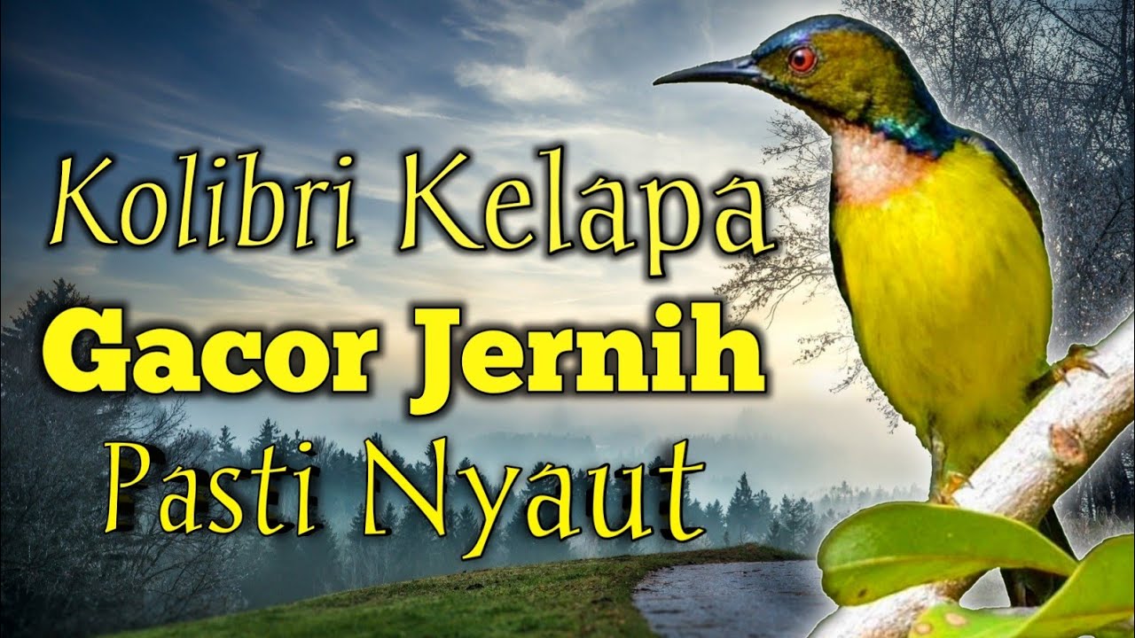Suara Kolibri Kelapa Gacor _ Pancingan Kolibri Kelapa Agar Cepat Gacor