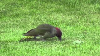 Green Woodpecker - 130614