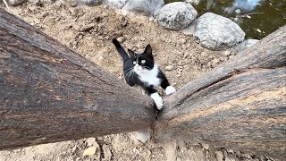 My good tuxedo girl is happy to see me and play with me also chasing me by Cats Land 759 views 4 months ago 6 minutes, 11 seconds