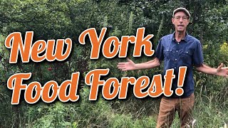 NEW YORK FOOD FOREST W/ MICHAEL JUDD