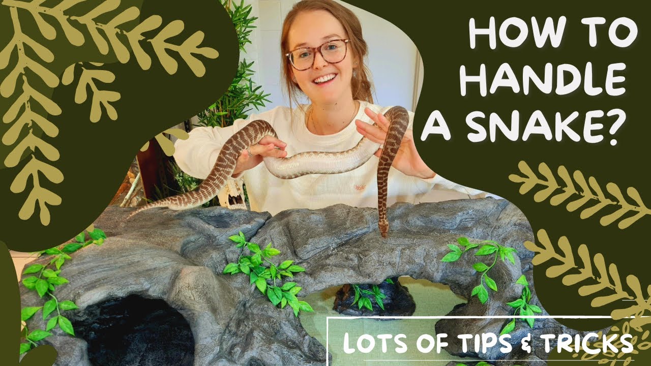 How to Handle a Snake... Great for First Time Snake Owners! - YouTube