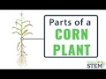 Parts of a Corn Plant-  Kansas Corn STEM