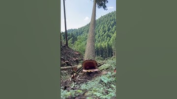 Powerful Tree Cutting in Action! 🌳🪓#TreeCutting #Logging #woodworking