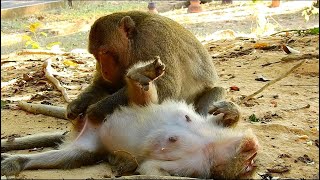 Sweet Big Bertha Monkey Feeling So Comfort When She Got Best Grooming From Big King Soumson Monke