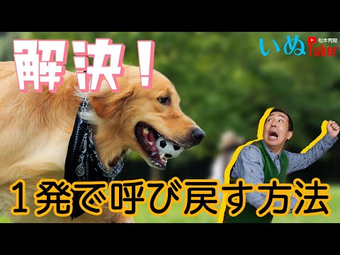 松本秀樹流！１週間でマスターする！愛犬を呼び戻す方法！犬とトレーニング