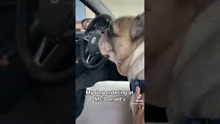 My dog ordering at McDonald's #dog #pets #frenchbulldog #frenchie #animals #funny #viral #mcdonalds