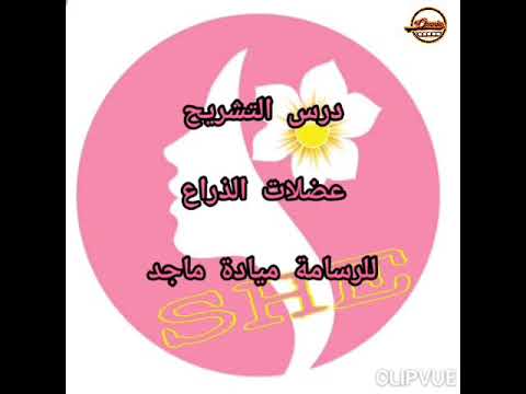 درس التشريح رسم عضلات الذراع للرسامة ميادة ماجد