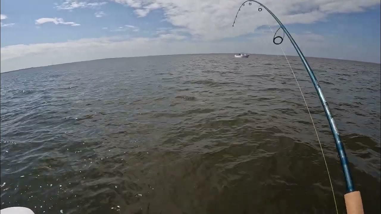 Chesapeake Bay Rockfish Season YouTube