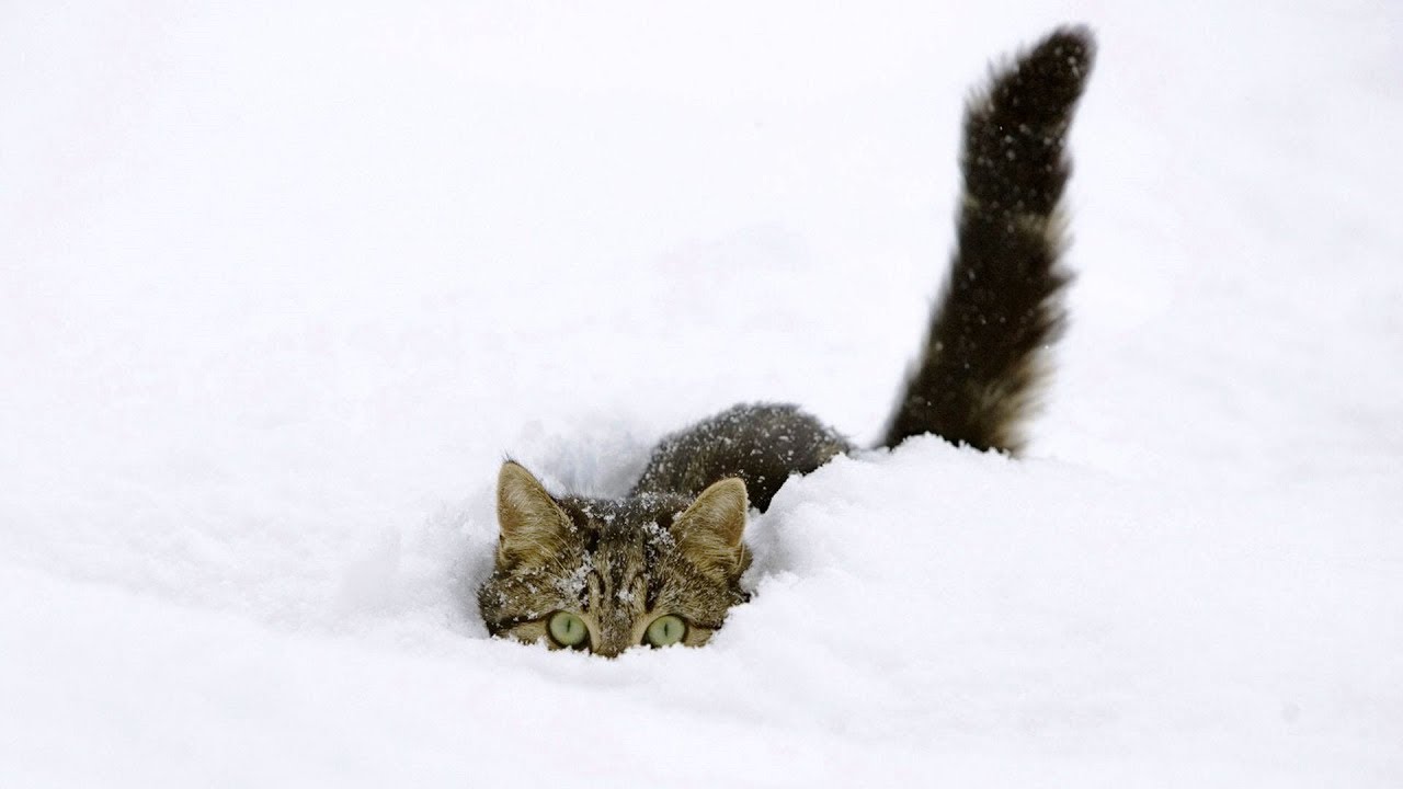 The Best Of Funny Cats Discovering and Playing in Snow [NEW] - YouTube