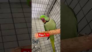 #bunny #birds #parrt #shortvideo #pets #shortsfeed #subscribe #shorts