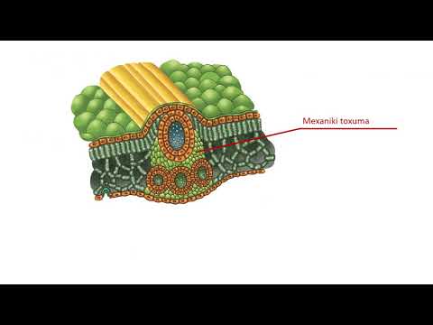 Biologiya 6-cı sinif 12. Bitkinin törədici, örtük və mexaniki toxumaları