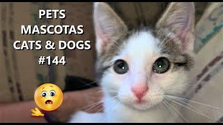 Pets Mascotas Cats & Dogs I Funny & Lovely video #144 by PETS MASCOTAS CATS & DOGS 204 views 11 months ago 2 minutes, 33 seconds