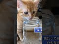ネッコの動画見てニヤけたら負けｗｗｗ　#2ch #2ch動物スレ #動物 #犬 #猫 #shorts